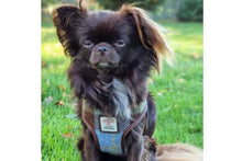 Load image into Gallery viewer, Glen Appin Harris Tweed Dog Harness – Small (MacLeod)
