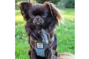Glen Appin Harris Tweed Dog Harness – Small (MacLeod)